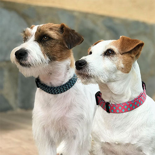 Collar para Perro Nylon Fantasy Mint
