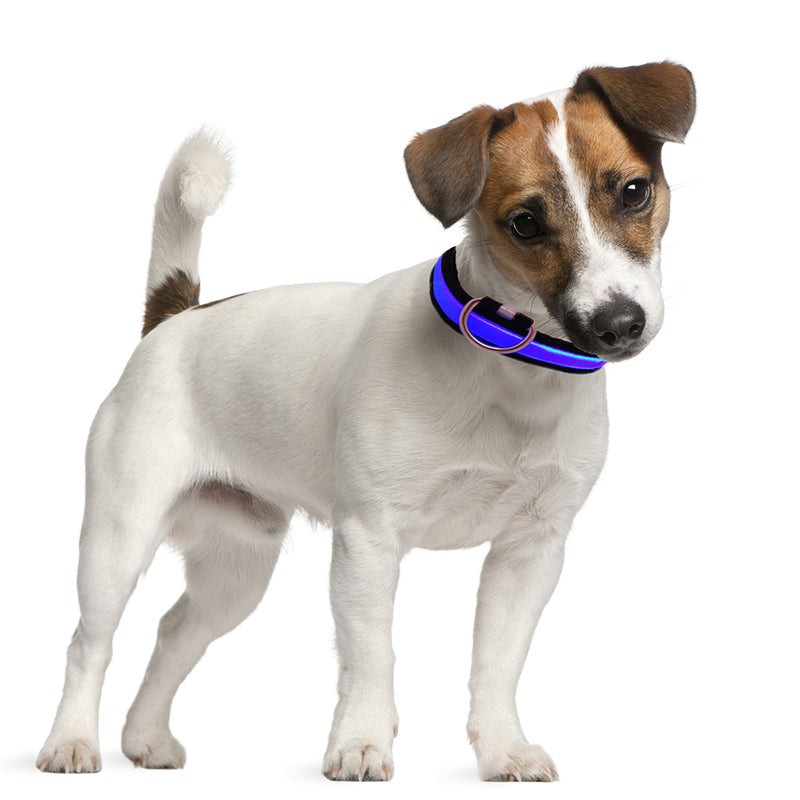 Collar Light Eyenimal