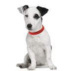 Collar Light Eyenimal