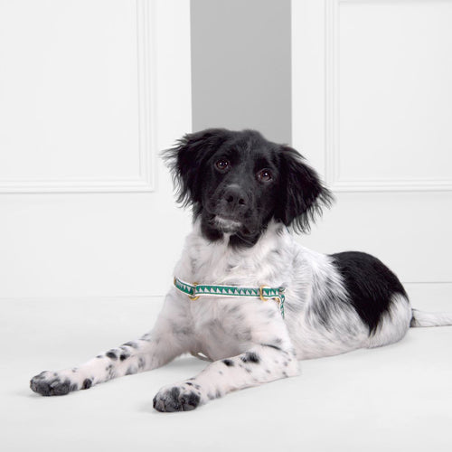 Arnés para Perro Nice Grill Varios Colores | ARISTOPET