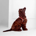 Arnés para Perro Nice Grill Varios Colores | ARISTOPET