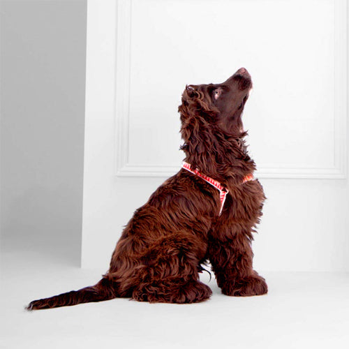 Arnés para Perro Nice Grill Varios Colores | ARISTOPET