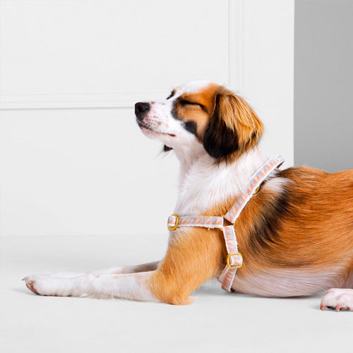 Arnés para Perro Nice Grill Varios Colores | ARISTOPET