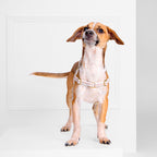 Arnés para Perro Nice Grill Varios Colores | ARISTOPET