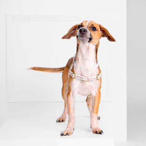Arnés para Perro Nice Grill Varios Colores | ARISTOPET