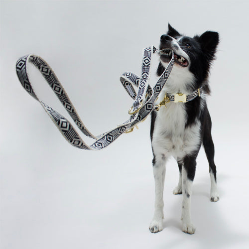 Correa Ajustable para Perro Out Of My Box Varios Colores | ARISTOPET
