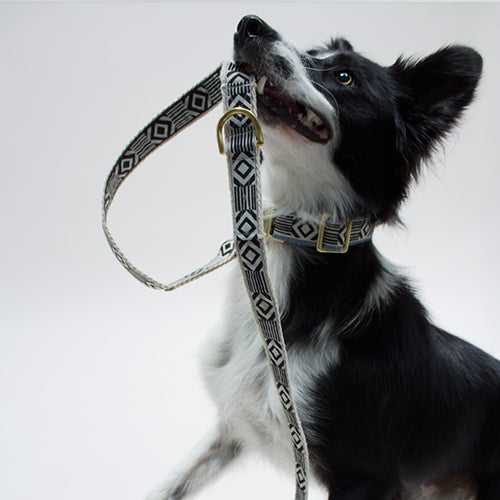 Correa Ajustable para Perro Out Of My Box Varios Colores | ARISTOPET
