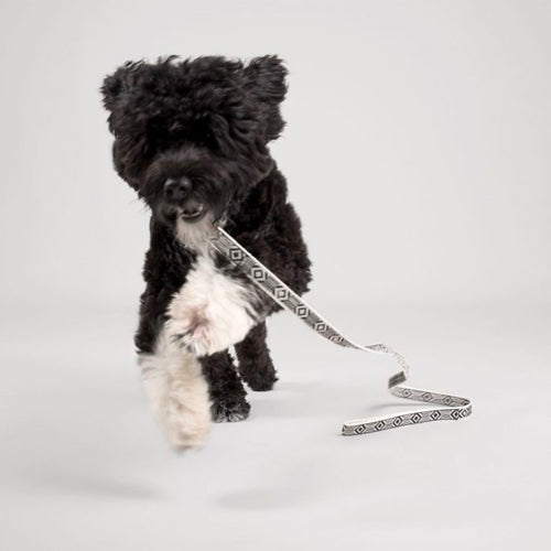 Collar para Perro Out of my Box | ARISTOPET