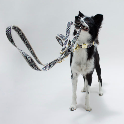 Collar para Perro Out of my Box