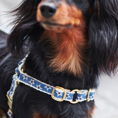 Arnés para Perro Starstruck Varios Colores Standard | ARISTOPET