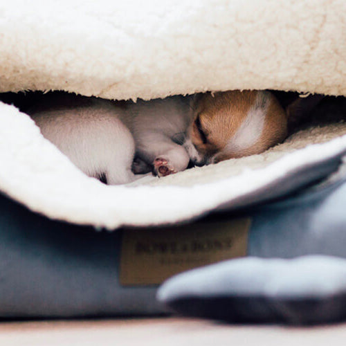 Cama Bowl and Bone CLASSIC | ARISTOPET
