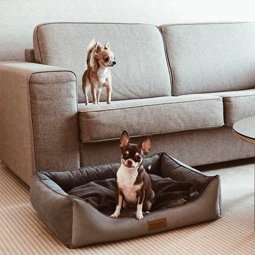 Cama Bowl and Bone CLASSIC | ARISTOPET