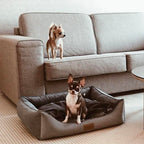 Cama Bowl and Bone CLASSIC | ARISTOPET