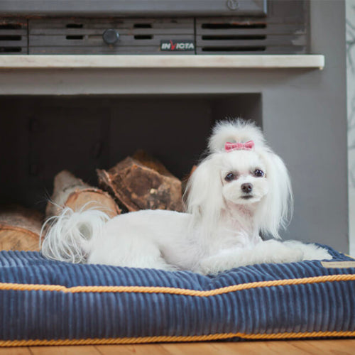 Cojín DECO Bowl and Bone | ARISTOPET
