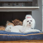 Cojín DECO Bowl and Bone | ARISTOPET