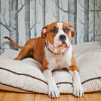 Cojín DECO Bowl and Bone | ARISTOPET