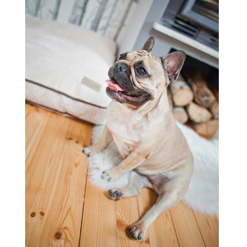 Cojín DECO Bowl and Bone | ARISTOPET
