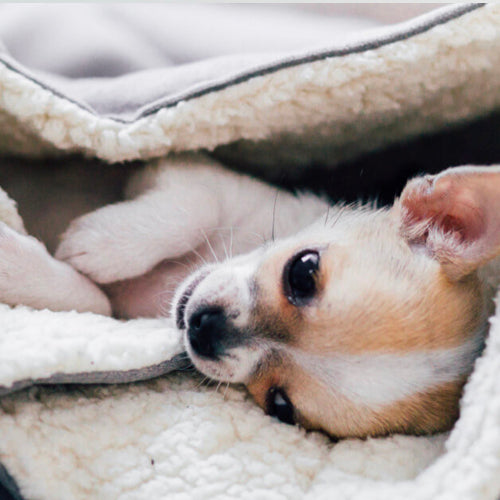 Saco de dormir DREAMY Bowl and Bone | ARISTOPET