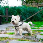 Arnés para perros ACTIVE Bowl and Bone | ARISTOPET