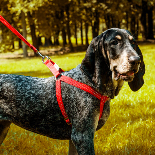 Arnés para perros ACTIVE Bowl and Bone | ARISTOPET