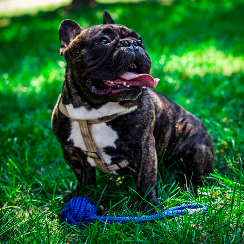 Arnés para perros ACTIVE Bowl and Bone | ARISTOPET