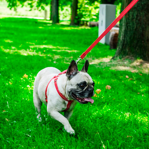 Arnés para perros ACTIVE Bowl and Bone | ARISTOPET