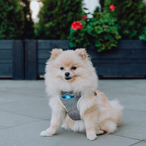 Arnés Para Perro Denim Bowl and Bone | ARISTOPET