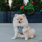 Arnés Para Perro Denim Bowl and Bone | ARISTOPET