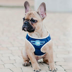 Arnés Para Perro Denim Bowl and Bone | ARISTOPET