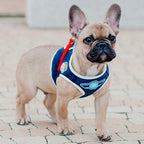 Arnés Para Perro Denim Bowl and Bone | ARISTOPET