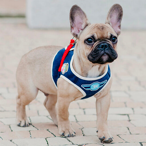 Arnés Para Perro Denim Bowl and Bone | ARISTOPET