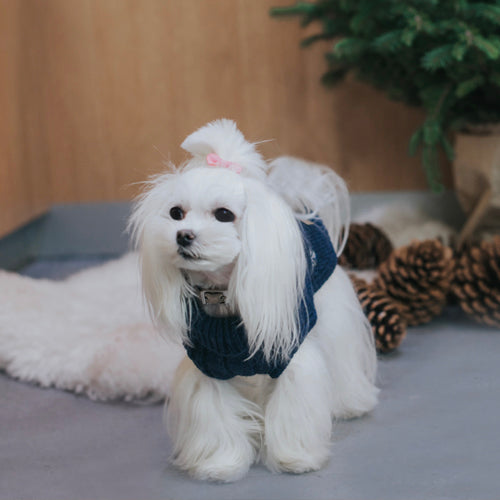 Jersey Bowl and Bone Snowflake | ARISTOPET