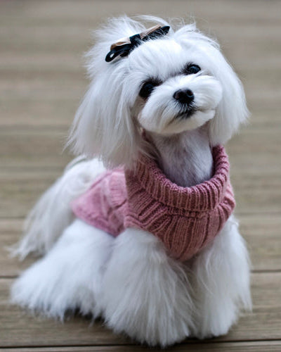 Jersey Bowl and Bone Aspen | ARISTOPET