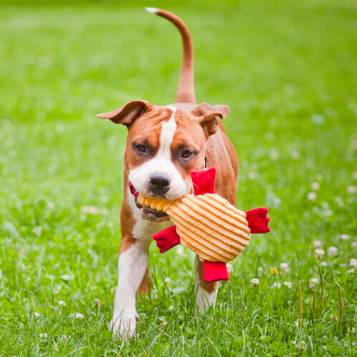 Peluche para Perro DUCKIE Bowl and Bone | ARISTOPET