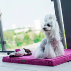 Peluche para Perro TOFFI Bowl and Bone | ARISTOPET