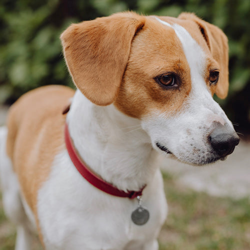 Collar para Perro de Cuero MONACO Bowl and Bone