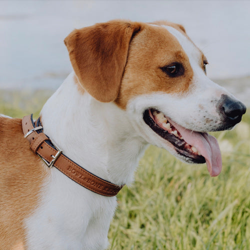 MONACO Leather Dog Collar by Bowl and Bone