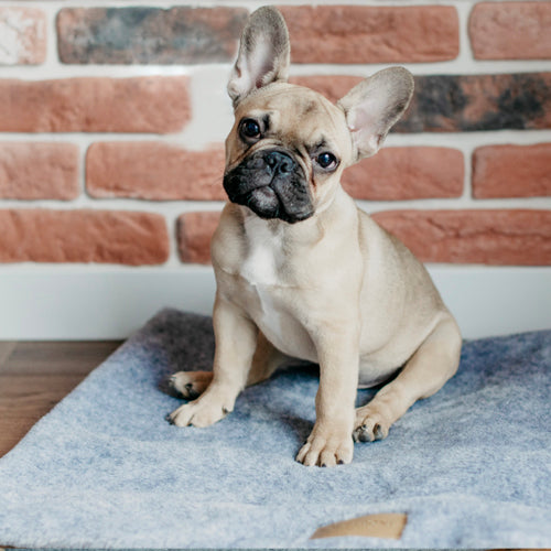 Manta Suave NAP Bowl and Bone Varios Colores | ARISTOPET