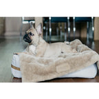Manta Suave NAP Bowl and Bone | ARISTOPET
