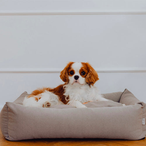 Cama Bowl and Bone COSMOPOLITAN | ARISTOPET