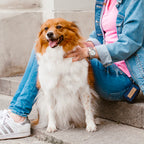 Dispensador de Bolsas MINI Bowl and Bone | ARISTOPET