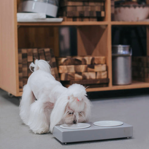 Comedero Bowl and Bone Duo Ceramic | ARISTOPET