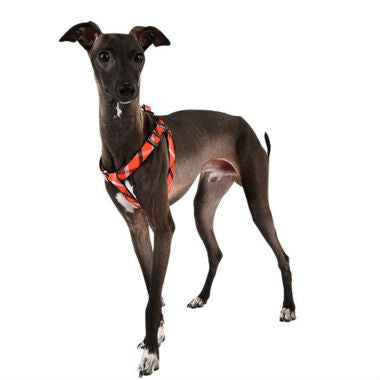 Baxter Harness X Puppia Naranja