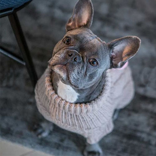 Jersey para Perro Classic Caramel Sweater Wooldog