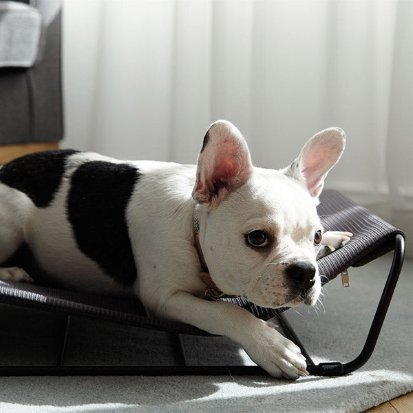 Cama para Perro Elevada My Territory Hammock