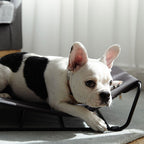 Cama para Perro Elevada My Territory Hammock