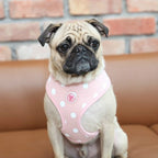 Sassa Harness Puppia
