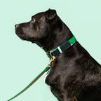 Brave Collar Ramona For You