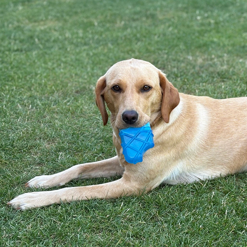 Paleta ice Lolly toy refrescante