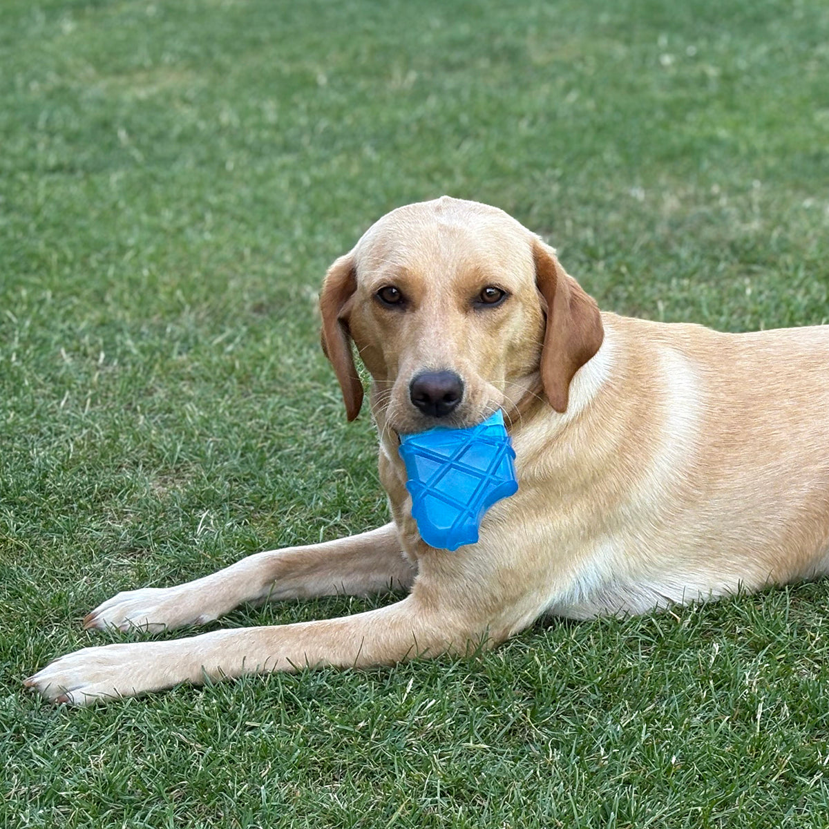 Paleta ice Lolly toy refrescante